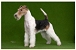 Foxteri�r
