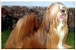 Lhasa apso