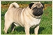 Mops