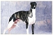Whippet
