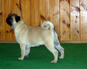 Alex Alex