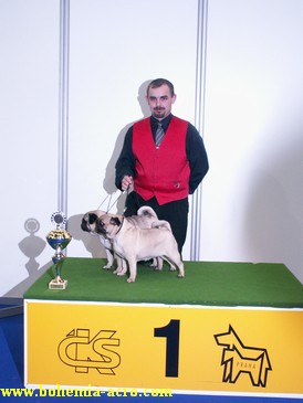 Pár mopsů 1.místo Pár mopsů 1.místo